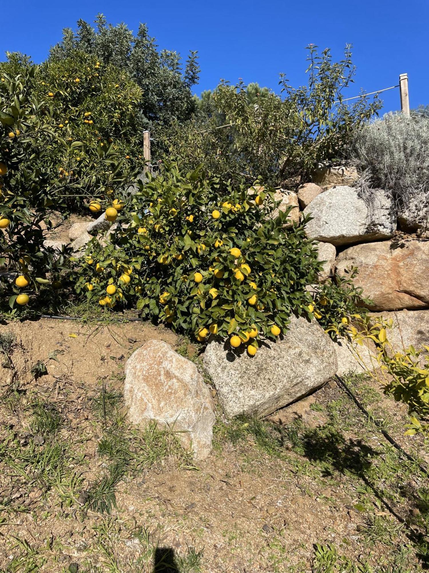 Chambre D'Hotes A Vadina Porticcio Porticcio  Εξωτερικό φωτογραφία